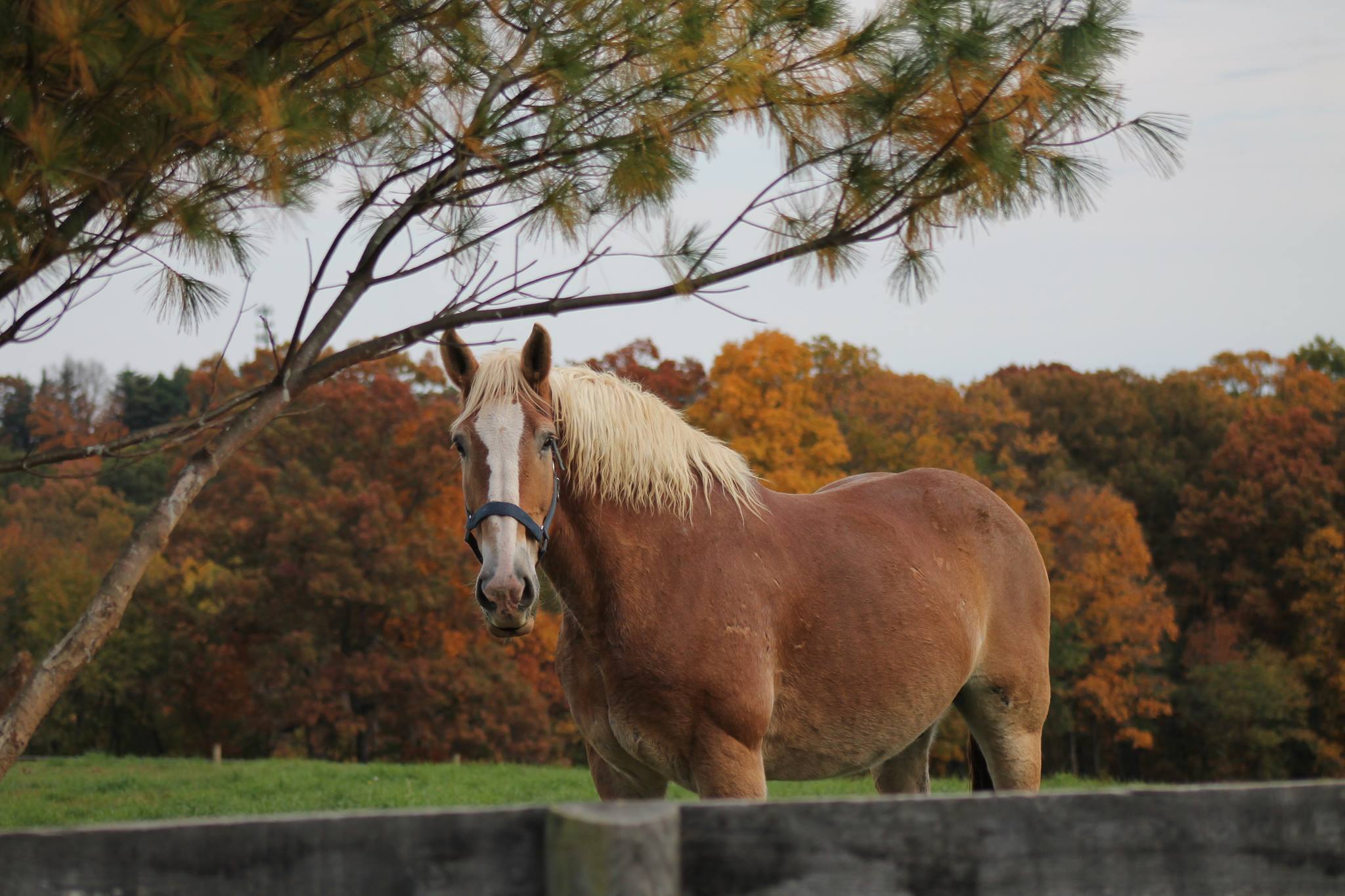 Gentle Giants Draft Horse Rescue